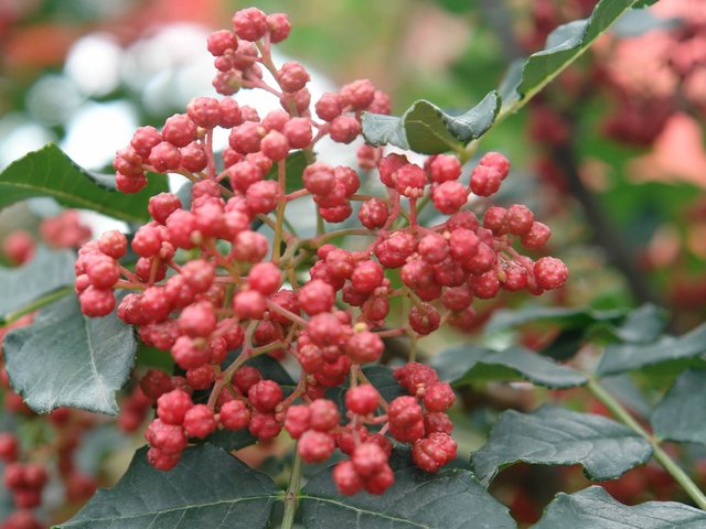 天水伏花椒