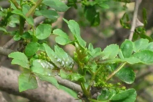 天水伏花椒，调理体内湿气，烹饪祛湿两不误