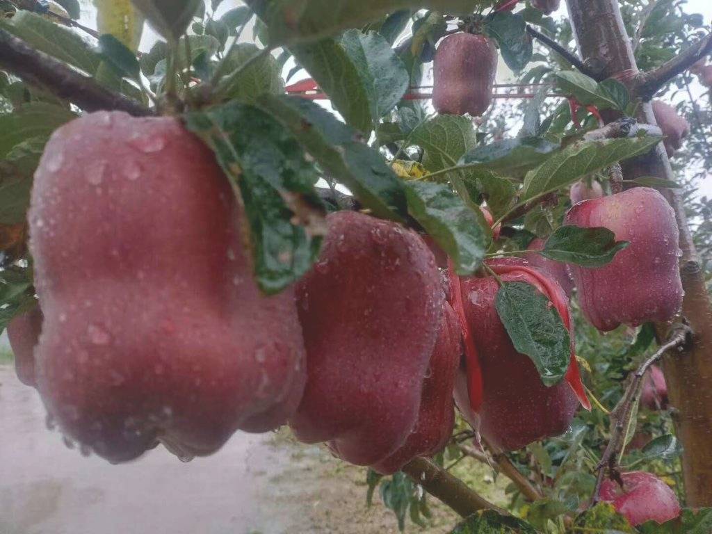 花牛苹果