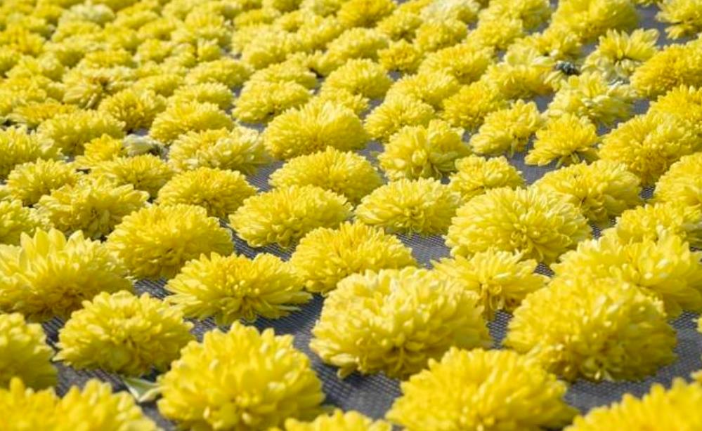 天水食用菊花种植