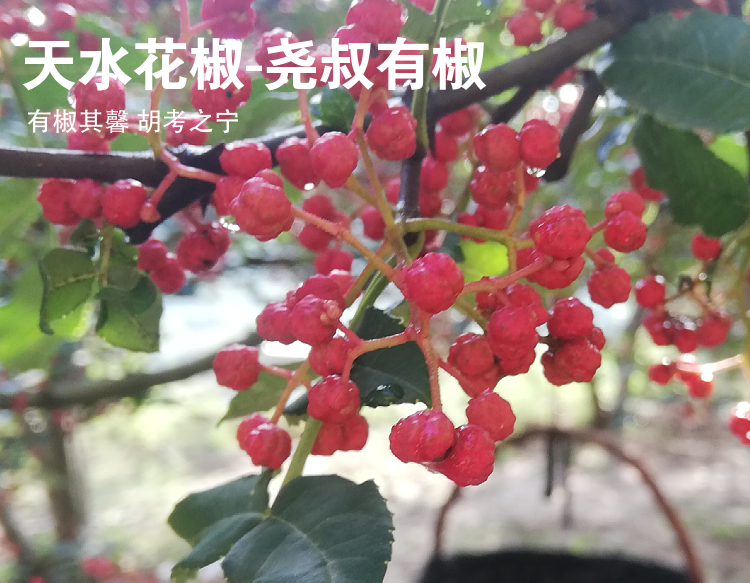 天水伏花椒-尧叔有椒-八角袋1斤装